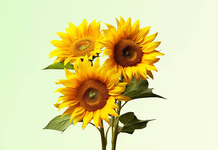 yp街机·电子游戏(中国)官方网站